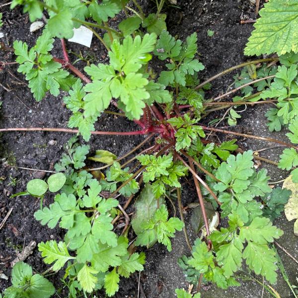 Robertskruid (Geranium robertianum)